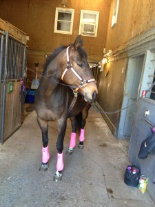 retired racehorse jezebel 