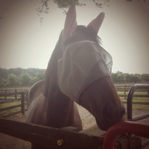 Bad Ass Fly Mask 