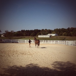 Trotted at the vet check