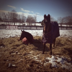 Round Bale Naps