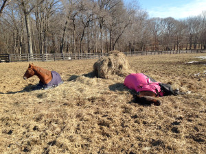 Lazy Ponies