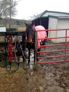 The mud field err.. mare field