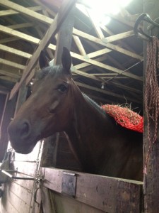 Jez, wearing her hay bag in her stall. 
