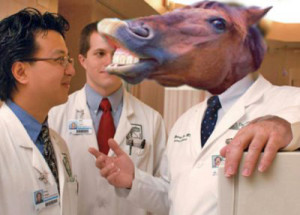 doctor-horse