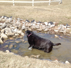 Water dog!
