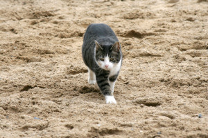 Flossie- The best kinda barn cat!