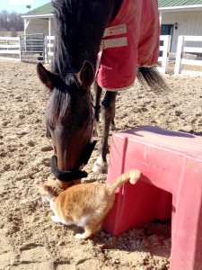 Bootsie- Terrible barn cat, great house pet!