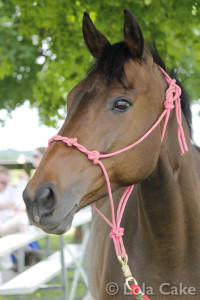 Watching the dressage riders