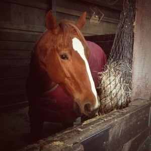 Circe, hanging in her stall
